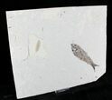 Large Knightia With Leaf Fossil on Large Plate #22972-1